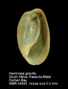 Haminoea gracilis